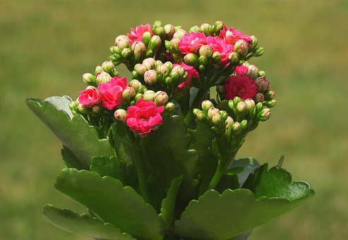 Free Stuffed Coral Flower photo and picture