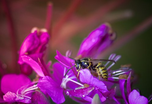Free Wasp Flowers photo and picture