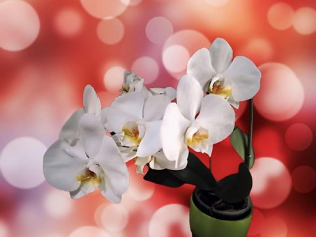 Free Orchids Flowers photo and picture