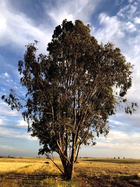 Árvore, Planta, Natureza, Verde, Folhas