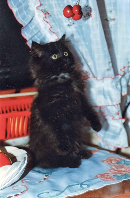 Free Cat Feline photo and picture