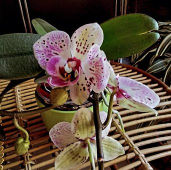 Free Flowers Orchids photo and picture