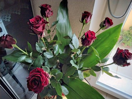 Free Flowers Red Roses photo and picture
