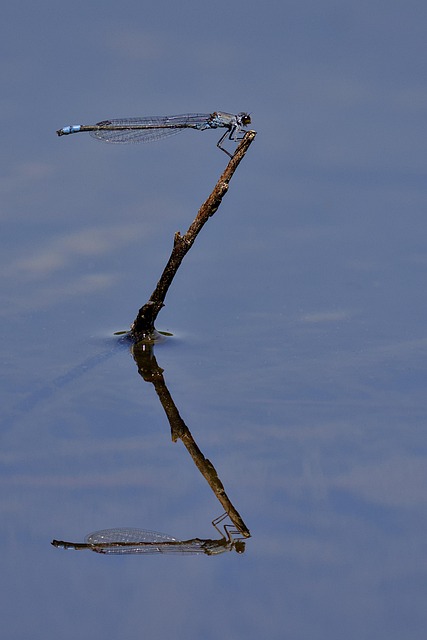 Free Dragon-Fly Reflection photo and picture