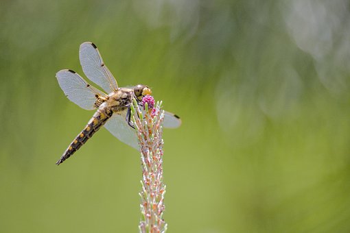 Free Dragonfly Insect photo and picture