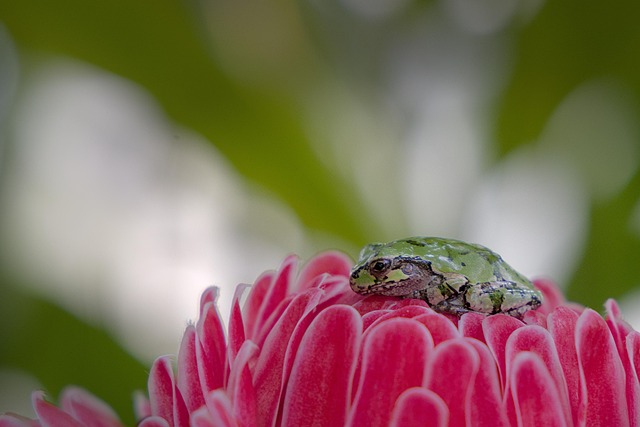 JAPANESE TREE FROG intelligence overview