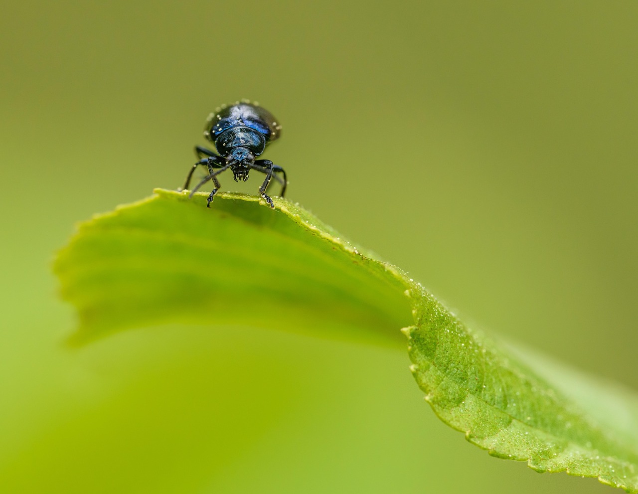 桤木叶甲虫 甲虫 阿尔尼 - Pixabay上的免费照片 - Pixabay