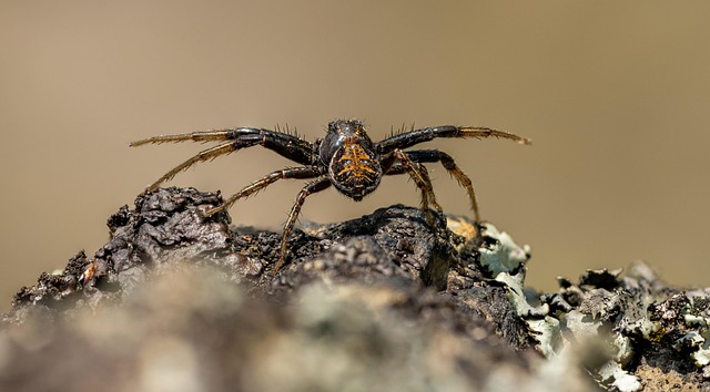 Free Orb Weaver Spider photo and picture