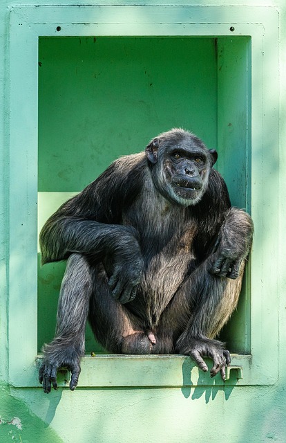 Free Chimpanzee Chimp photo and picture