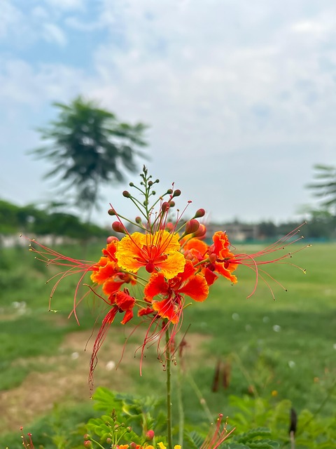 Natuur, Lucht, Bloom, Flora, Zomer