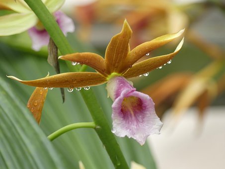 Free Flower Orchid photo and picture