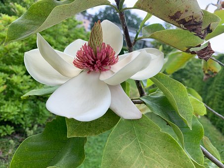 Free Magnolia Spring photo and picture