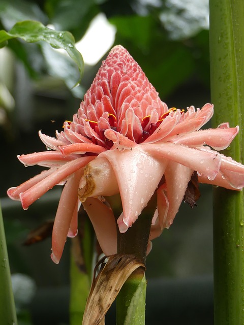 Free Blossom Bloom photo and picture