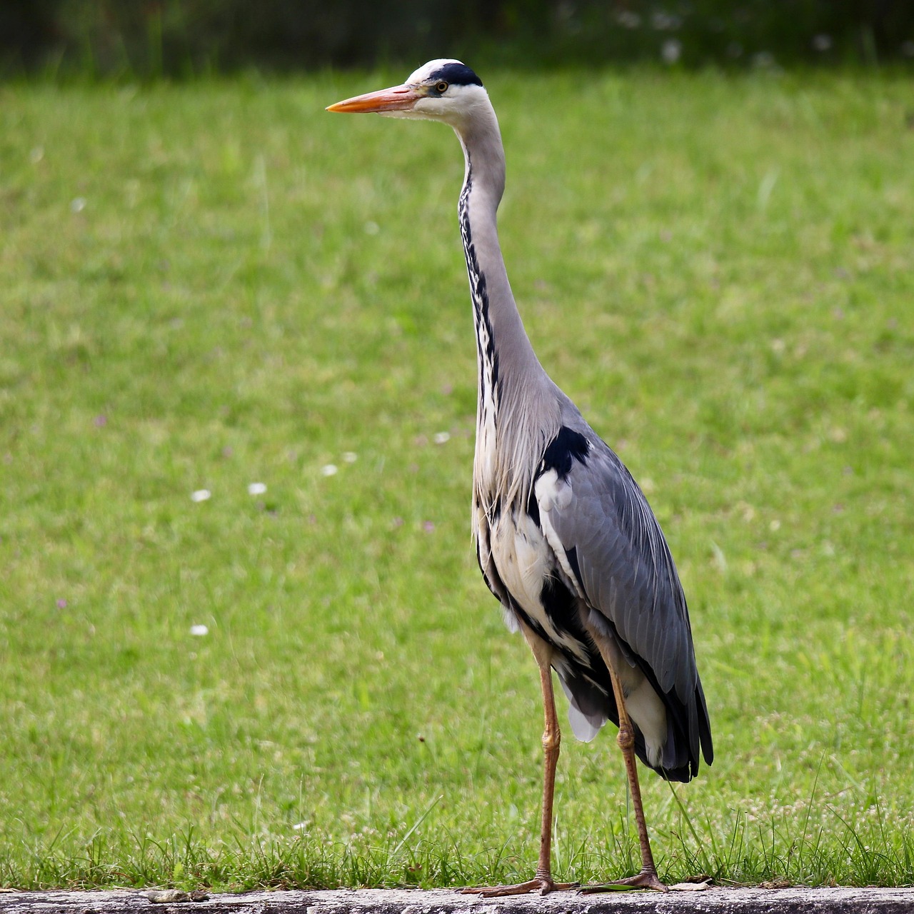 Grey Heron - free online jigsaw puzzle photo