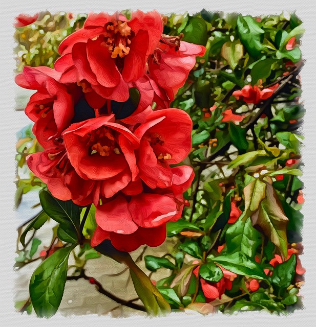 Free Flowers Petals illustration and picture