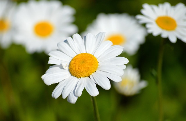 Daisies, flowers, garden and flower background — photo by neelam279