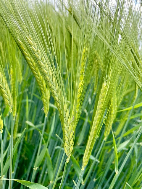 Free Agriculture Barley photo and picture