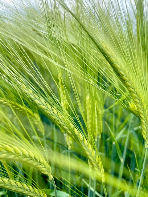 Free Barley Grain photo and picture