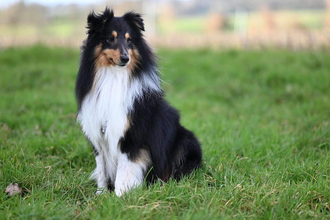 Shellion Dogs Shetland Sheepdog Sheltie Chien - Photo gratuite sur Pixabay - Pixabay