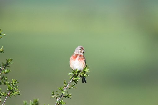 Free Linnet Bird photo and picture