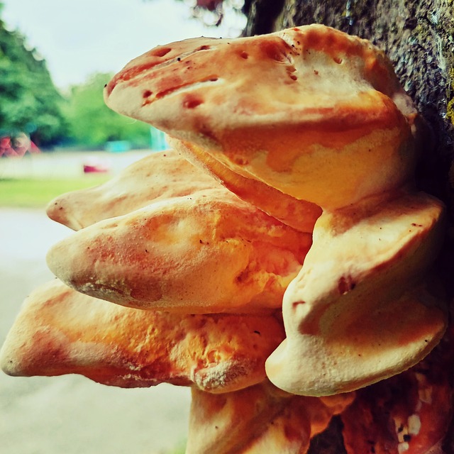 Free Mushroom Fungi photo and picture