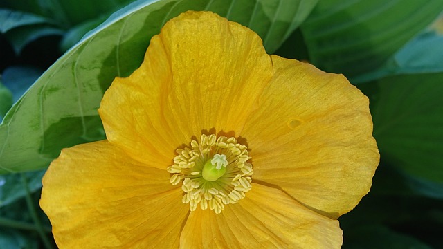 Free Welsh Poppy Meconopsis Cambrica photo and picture