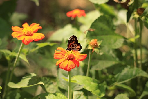 Borboleta, Inseto, Asas, Flor