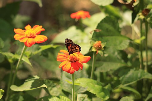 Borboleta, Inseto, Asas, Flor