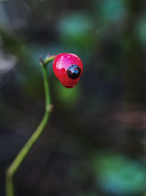 Free Rose Hips Fruits photo and picture