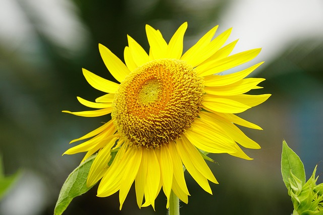 閉じる 自然 花弁 - Pixabayの無料写真 - Pixabay