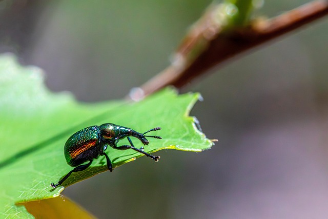 Free Weevils Insects photo and picture