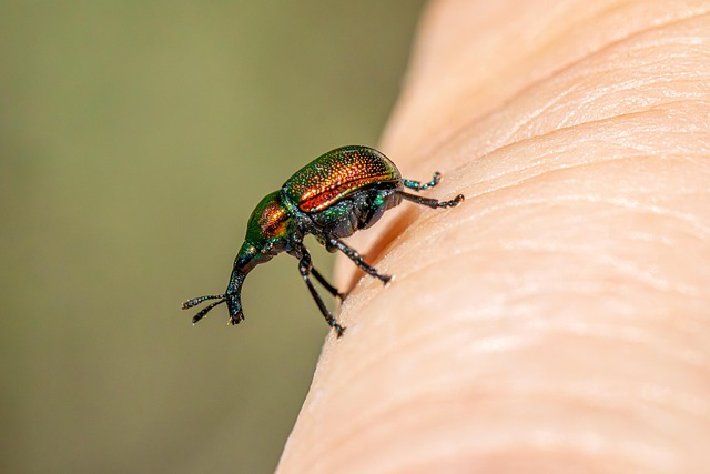 Free Weevils Insects photo and picture