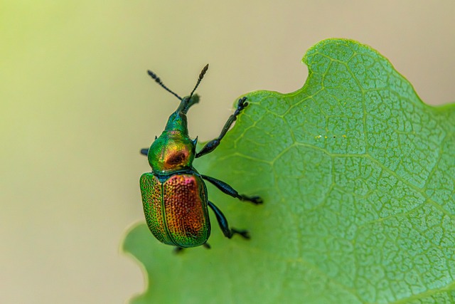 Free Weevils Insects photo and picture