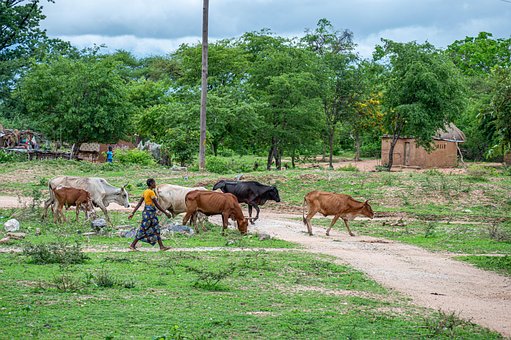 Gado, Vacas, Animais, Província Do Sul