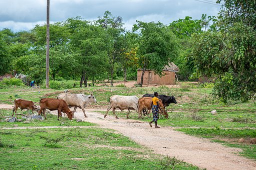 Gado, Vacas, Natureza, Agricultura