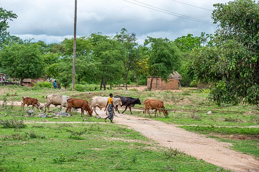 Gado, Vaca, Animal, Vila, Vida, Natureza