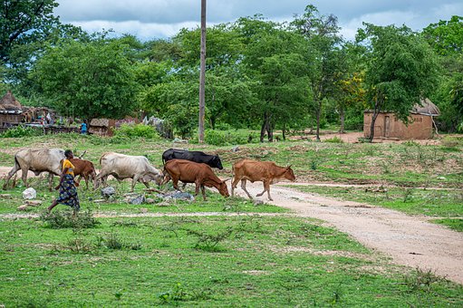 Mulher, Gado, Fazenda, Animal, Vacas