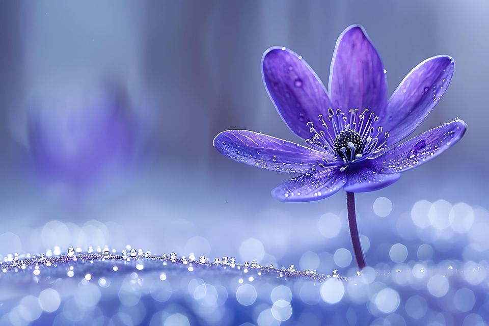 Flower Nature Pink - Pixabay上的免费图片 - Pixabay