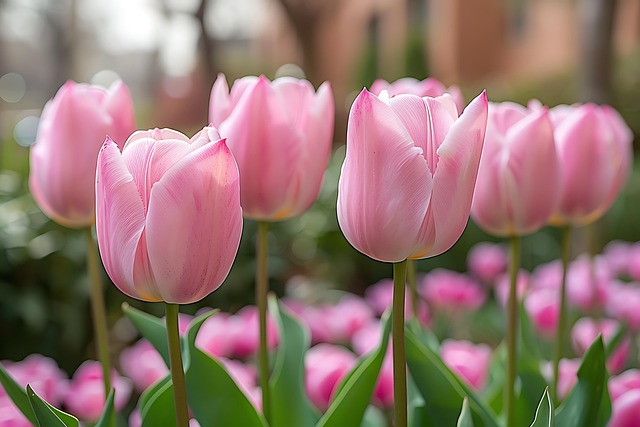 Tulipán, Kvetina, Ružová, Jar, Prírody