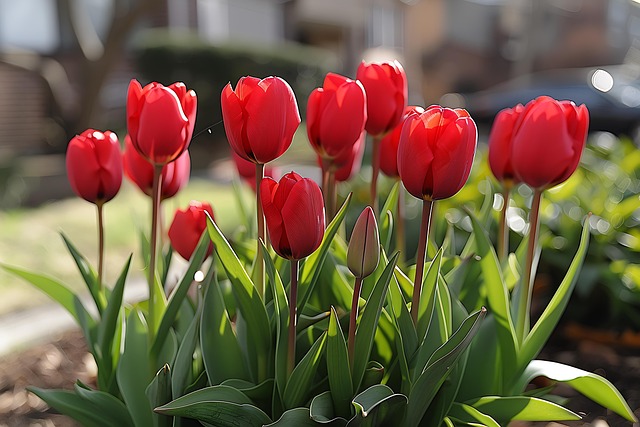 Tulipán, Kvetina, Jar, Tulipány, Záhrada