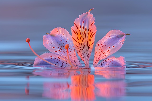 Ai Generiert, Blume, Lotus, Lilie