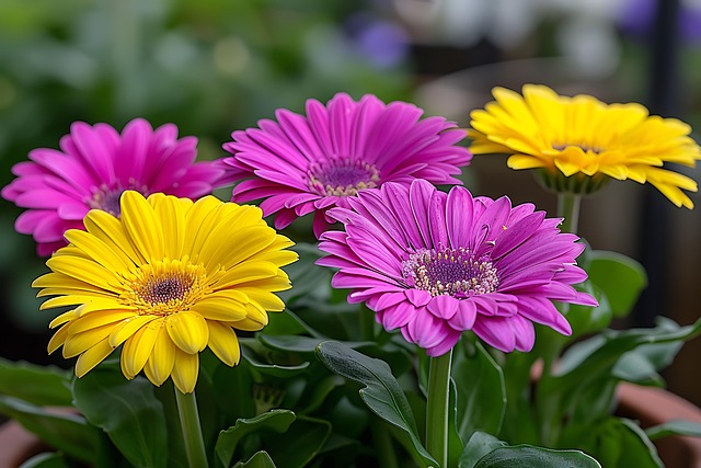 Blume, Natur, Rosa, Gänseblümchen