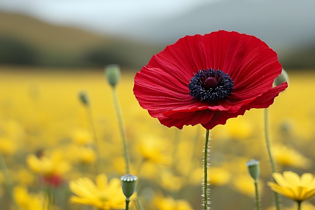 Mohn, Blume, Rot, Natur, Feld, Sommer
