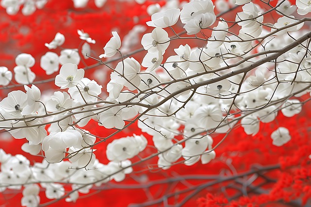 Baum, Blume, Zweig, Feder, Natur, Blüte
