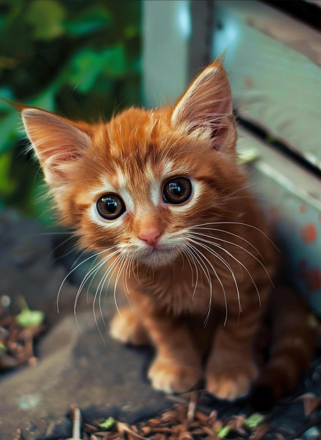 Free ai generated cat kitten illustration