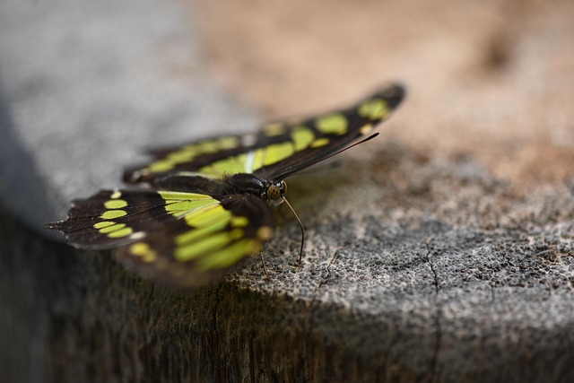 Schmetterling, Käfer, Insekt, Natur