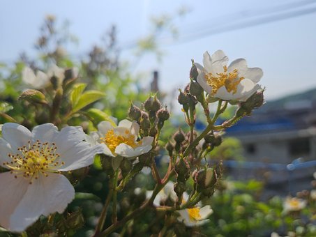 Free Scent Spring Flowers photo and picture