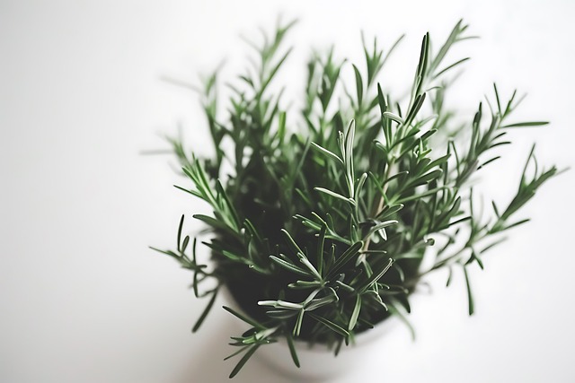 Free ai generated rosemary herbs illustration