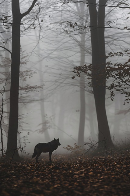 Free ai generated wolf canine illustration