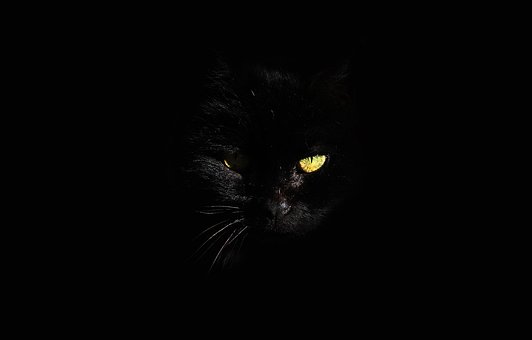 Free Cat Pet photo and picture